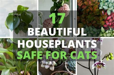 Even though it's easier than ever to buy plants online, keeping them alive is still a challenge. 17 Beautiful Houseplants Safe For Cats (With Pictures ...