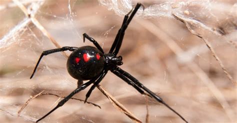 11 Black Spiders In Texas A Z Animals