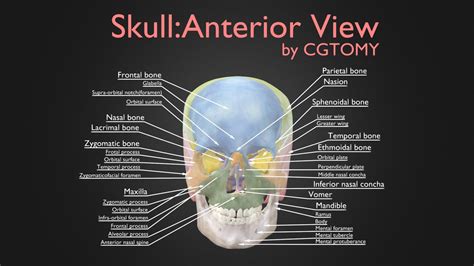 Skull Anterior View Labeled