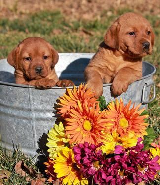 Labradors come in 3 colors: ENGLISH BLACK LABRADOR PUPPIES for Sale in Auburn ...