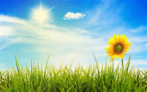 Sunny Morning Wallpapers Top Free Sunny Morning Backgrounds
