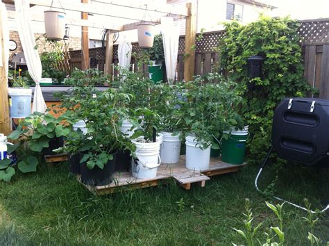 5 Gallon Bucket Garden Raised Up For Easier Access With