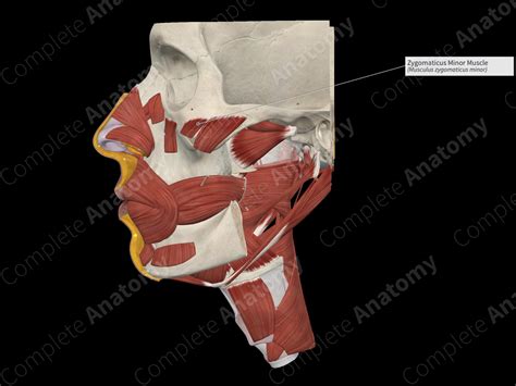 Zygomaticus Minor Muscle Complete Anatomy