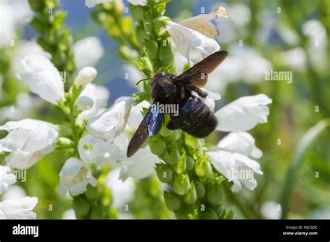 Big Black Carpenter Bee Stock Photo Alamy