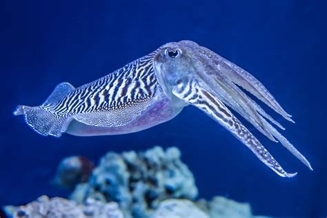 Why Cuttlefish Are So Good At Camouflage •