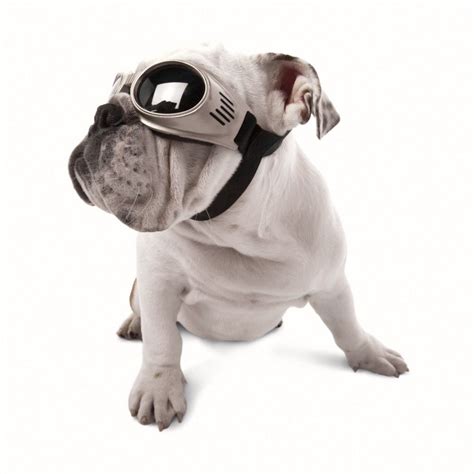Doggles Originalz When It Comes To Protection Your Pet Deserves The