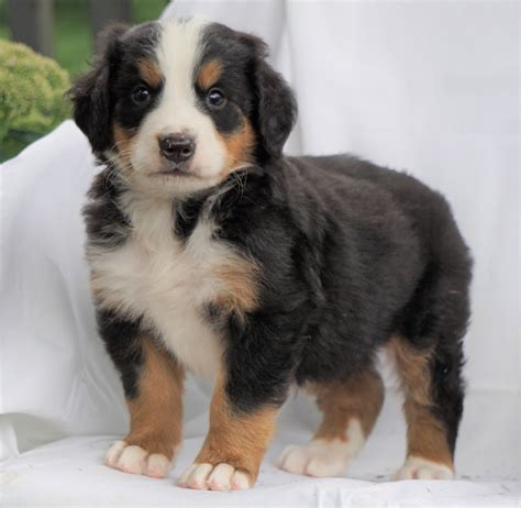 Akc Registered Bernese Mountain Dog For Sale Millersburg Oh Male Rus
