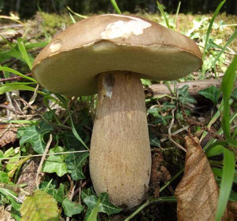 Mushroom Types Edible Nerdy Gaga