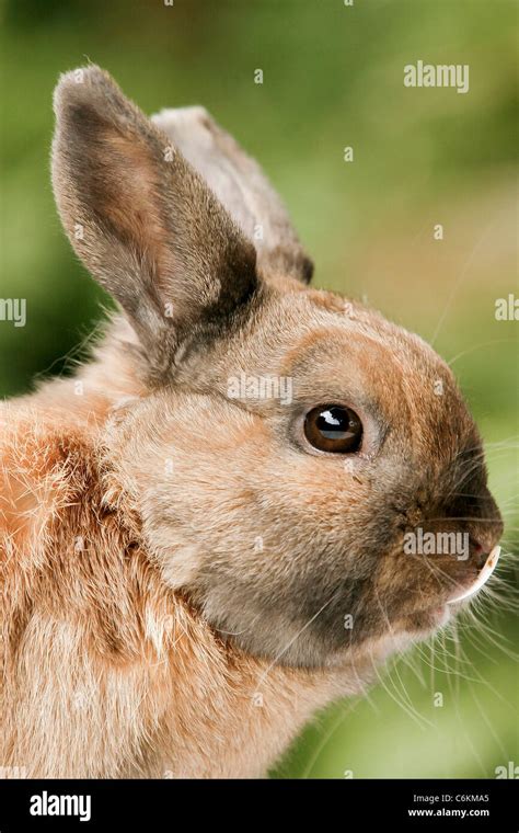 Rabbit Undergoes Surgery To Cure Buck Teeth This Dwarf Rabbit Suffered