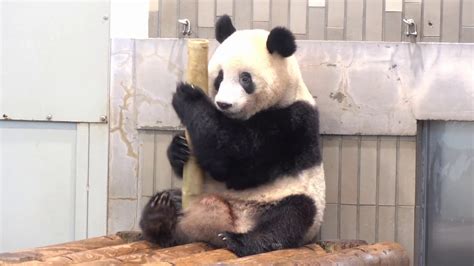 アジサシ 鳥 動物 座っている 野生動物. 2019/12/1 上野動物園のパンダ模様 - YouTube