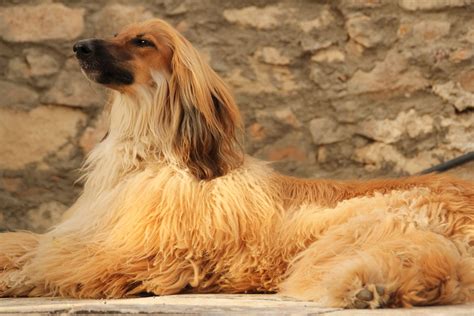 Afghan Hound Dog Breed Information Pictures And More