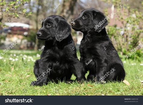 Two Black Puppies Of Flat Coated Retriever Stock Photo 54805720