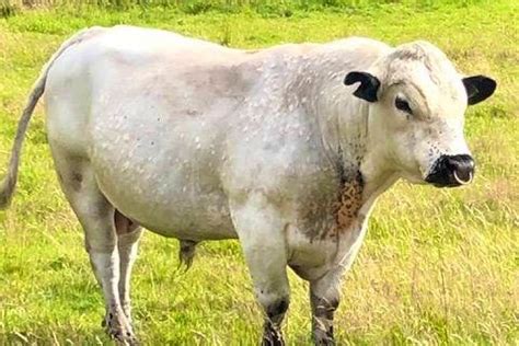 1 Pedigree British White Breeding Bull Sellmylivestock The Online