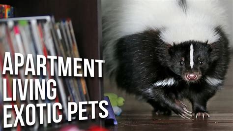 Low Maintenance Exotic Pets That Everyone Can Own 10 Small Exotic