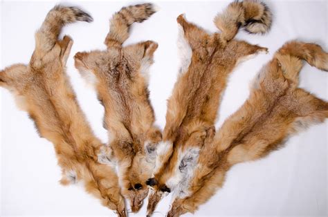 Red Fox Pelt Soft Mount Taxidermy Fox Skin Medieval Etsy
