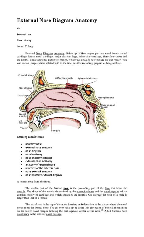 External Nose Anatomy Diagram Photos