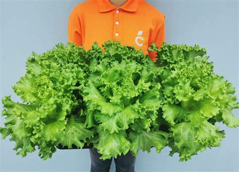 Summer is a difficult time for lettuce connoisseurs. Cultiveat Delivers Veggies To Your Doorstep