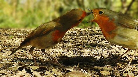 Birds Courtship Feeding Male Robin Feeding A Female Robin Youtube