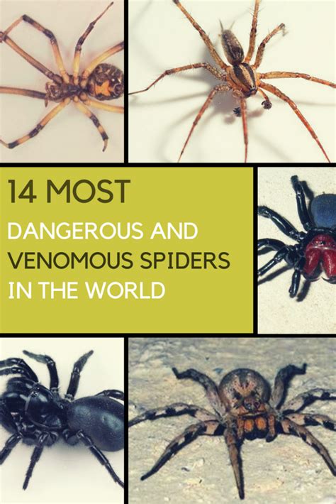 The World S Most Dangerous Venomous Spiders You Should Avoid At All Costs