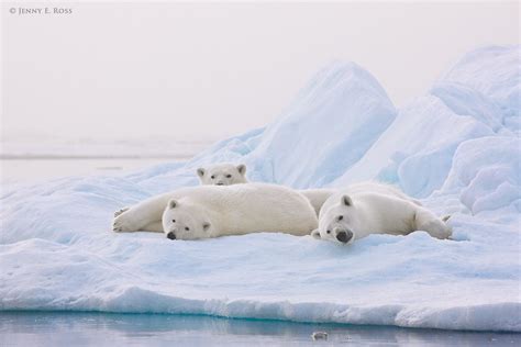 Polar Bears 3 Life On Thin Ice