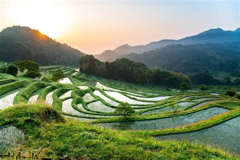 Terraced Paddy Field In Japan Japan Up Close