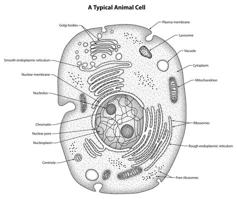 Label the animal cell diagram using the attached glossary of animal cell terms. Draw a large diagram of an animal cell as seen through an ...