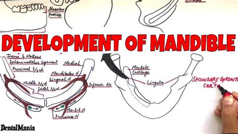 Development Of The Mandible Embryology Learn It In The Most Simple