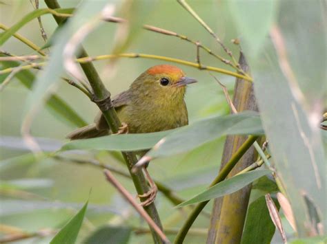 Rufous Capped Babbler Photos Shanghai Birding 上海观鸟