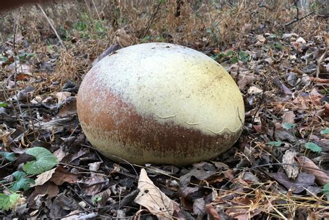 Some Interesting Fall Mushrooms — Tennessee State Parks