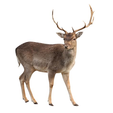 Deer Png Image Transparent Image Download Size 1024x1024px