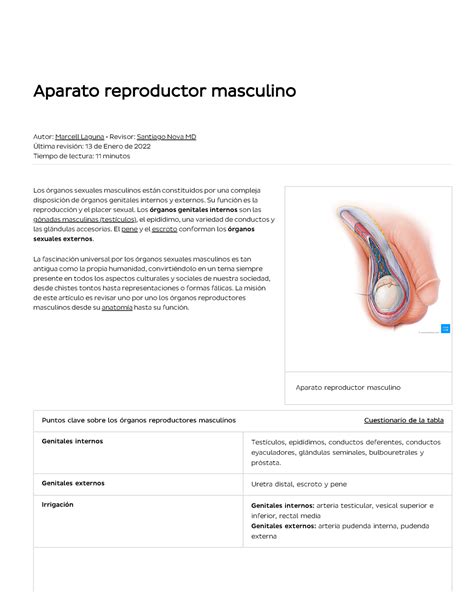 Órganos Reproductores Masculinos Anatomía Y Función Kenhub Aparato