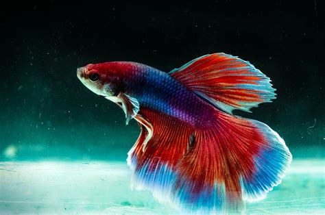 What S A Betta Anatomy The Beautiful Colorful World Of Bettas Daily Business Post