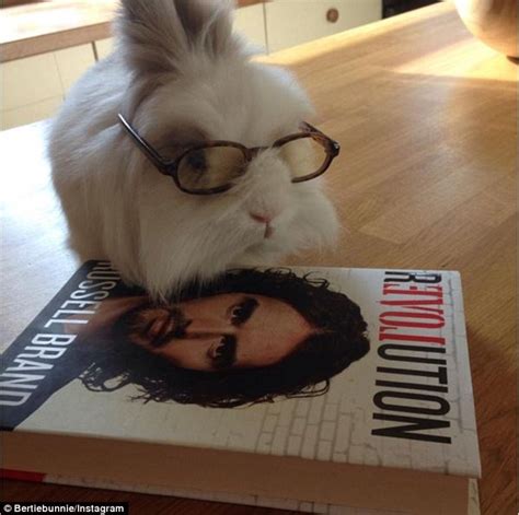 Prince Robert Of Bromleyshire Is The Most Cultured Bunny Rabbit In The