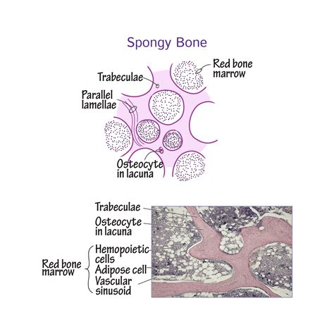 Histology Glossary Histology Spongy Bone Draw It To Know It