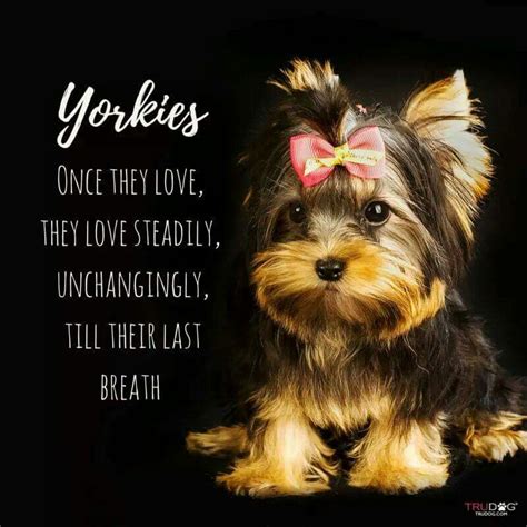 I Love My Yorkie Babies In 2020 Yorkie Yorkie Terrier Yorkshire