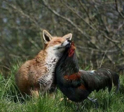 Le Coq Et Le Renard Toute Une Histoire Unusual Animal Friendships