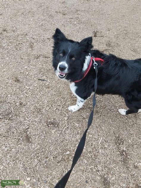 Purebreed Border Collie Stud Stud Dog In Teesside United States