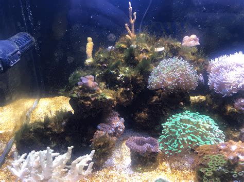 An Easy To Manage Reef Tank Maintenance Schedule Nano Reef Adviser