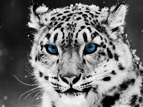 Details 145 Snow Leopard Wallpaper Hd Best Vn