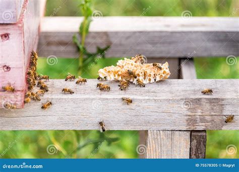 Honey Bees Swarming And Flying Around Their Beehive Stock Image Image