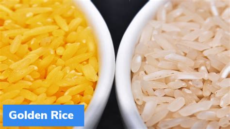 Philippines Approves Genetically Modified ‘golden Rice Current Affairs Facts Of The Day Gktoday
