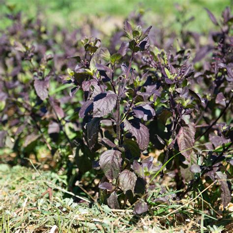 Basil And Tulsis Tulsi Krishna With Purple Leaves Association Kokopelli