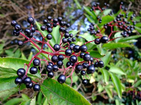 Herbal Picnic Elderberry Elderflower