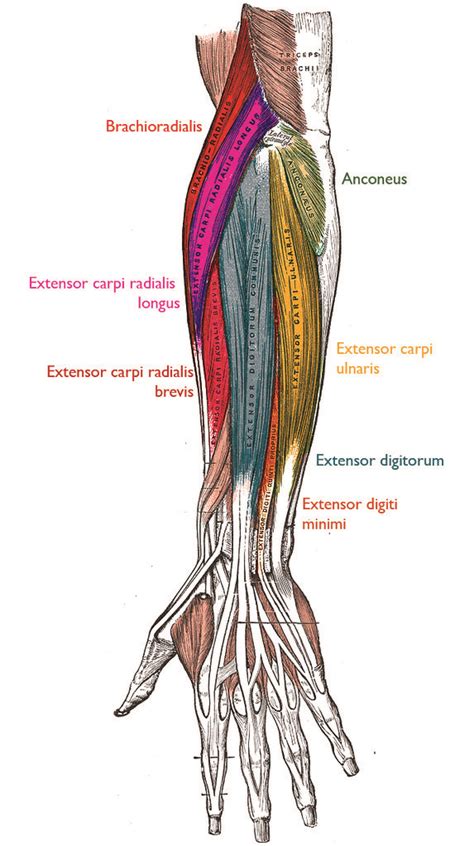 Extensor Forearm Muscle Anatomy Anatomy Structure