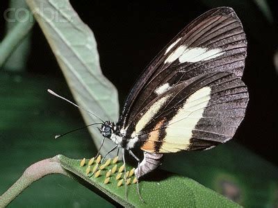 Perkataan laut digunakan dalam nama jasad air laut tertentu dan lebih kecil, seperti laut utara atau laut merah. Cikgunesli: Kemandiran Spesis