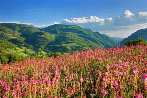 Wildflowers On A Hillside In The Valnerina Near Preci Umbria Italy