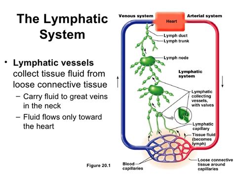 The Lymphatics Primer Roots