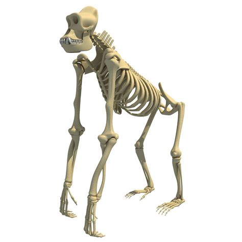 Gorilla Skeleton 3d Model By 3d Horse