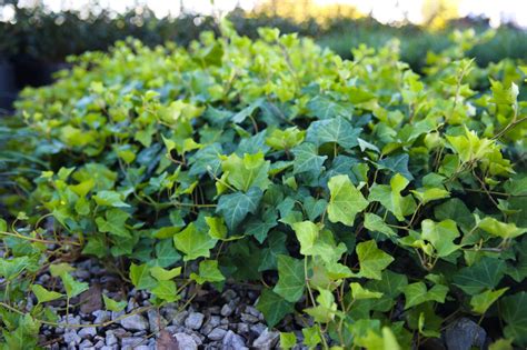 Green Valley Farms Ground Covers And Vines