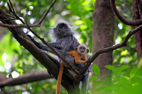 It contains the only virgin tropical rain forest left in the heart of kuala lumpur. Mother and child, Silver leaf monkey, Bukit Nanas Forest R ...